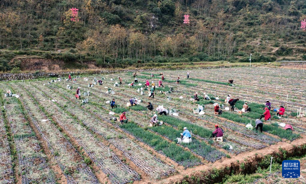 贵州赫章:香葱种植助力农户增收(图2) 贵州赫章:香葱种植助力农户增收(图2)