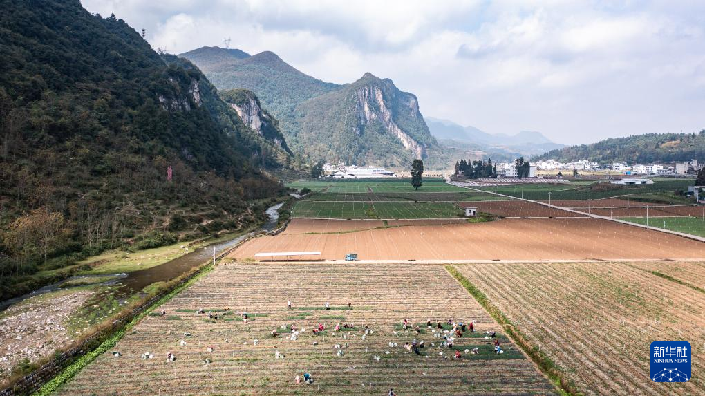 贵州赫章:香葱种植助力农户增收(图3) 贵州赫章:香葱种植助力农户增收(图3)
