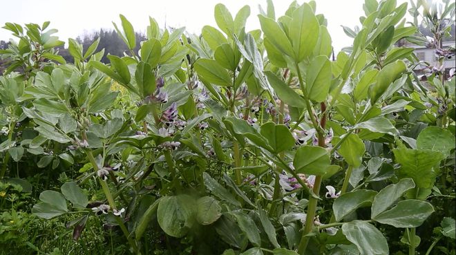 胡豆什么时候种植最好ope体育平台(图2)