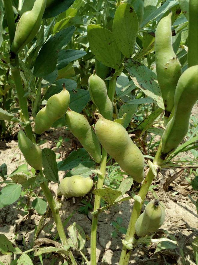 胡豆什么时候种植最好ope体育平台(图5)