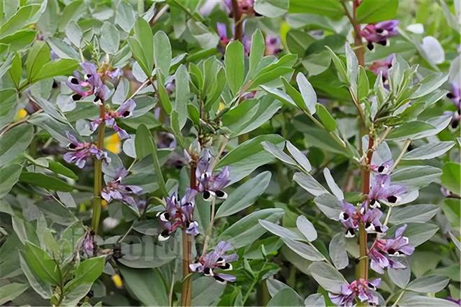 胡豆什么时候种植最好ope体育平台(图4)