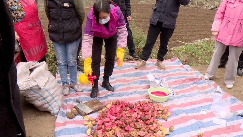 普定县兴利村：马铃薯标准化种植让“冬闲田”变“经济田”(图3)