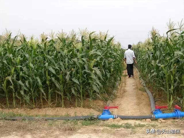 在新疆阿克苏种玉米怎么样(图3)