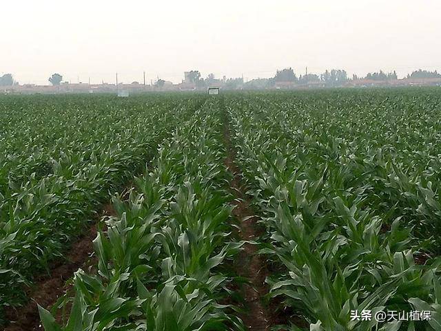 在新疆阿克苏种玉米怎么样(图4)