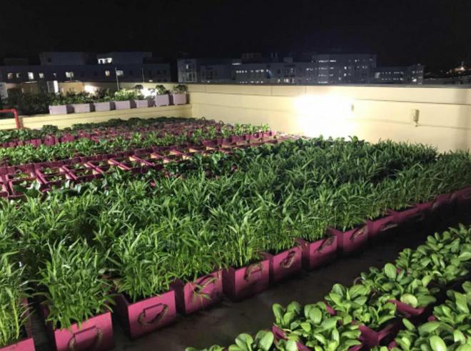盘点国内前5的种菜大县一县蔬菜产能超一国家(图2)