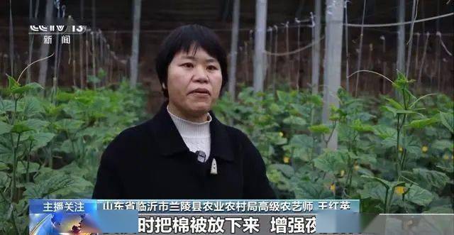 寒潮下蔬菜如何稳产保供？ope体育入口(图1)