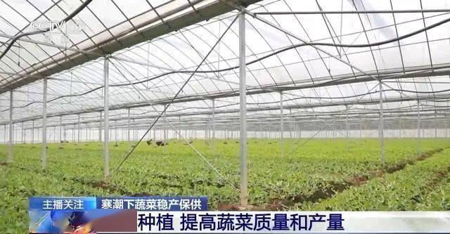 寒潮下蔬菜如何稳产保供？ope体育入口(图5)