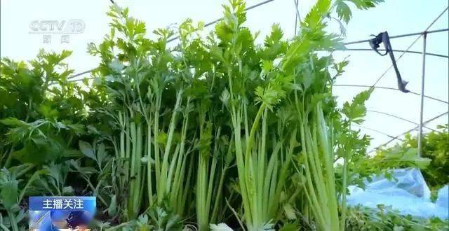 寒潮下蔬菜如何稳产保供？ope体育入口(图11)