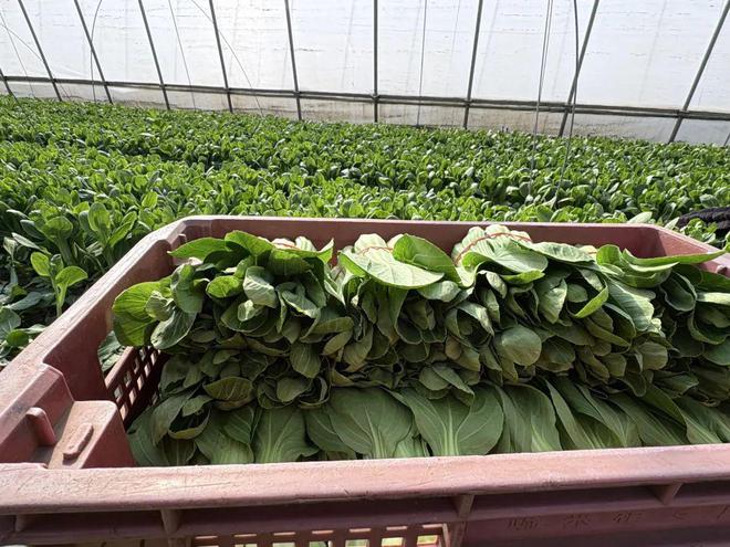 大棚蔬菜采收ope体育登录忙稳产保供不断档(图2)
