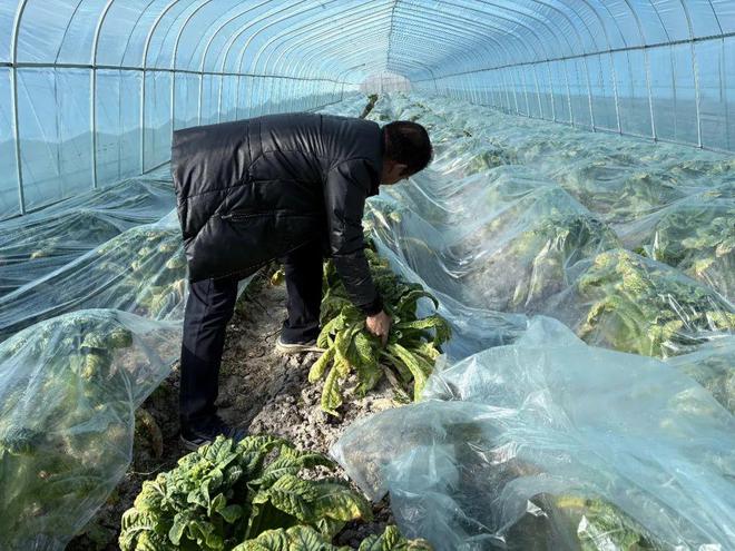 大棚蔬菜采收ope体育登录忙稳产保供不断档(图3)