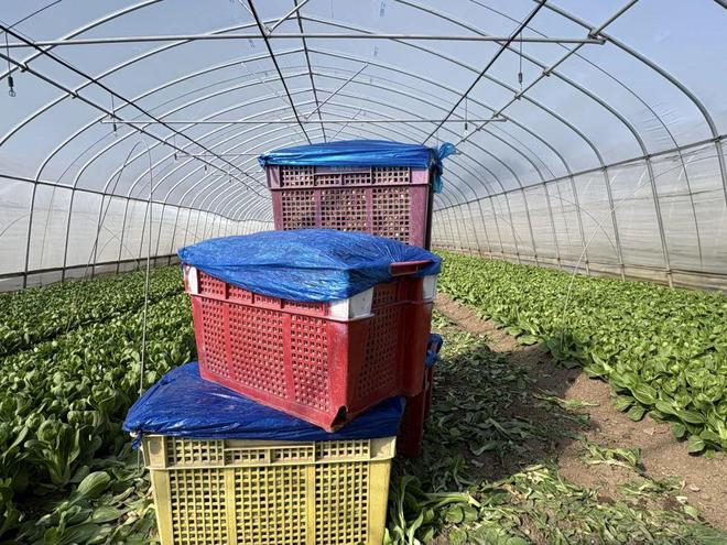 大棚蔬菜采收ope体育登录忙稳产保供不断档(图4)