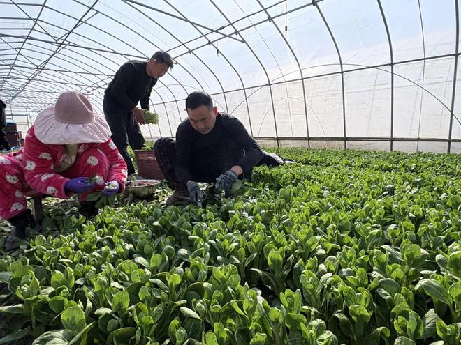 大棚蔬菜采收ope体育登录忙稳产保供不断档(图1)