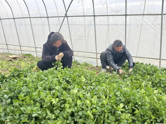 最强冷空气来袭蔬菜大ope体育平台棚“添衣”保暖(图3)