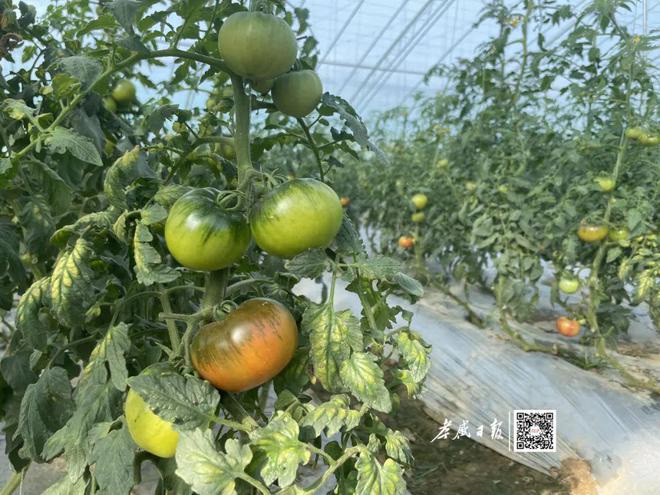 乡间“菜园子”科技范满满(图2)
