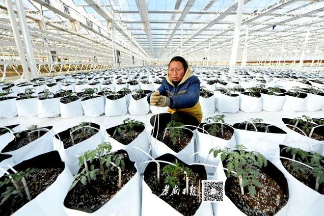 乡间“菜园子”科技范满满(图3)