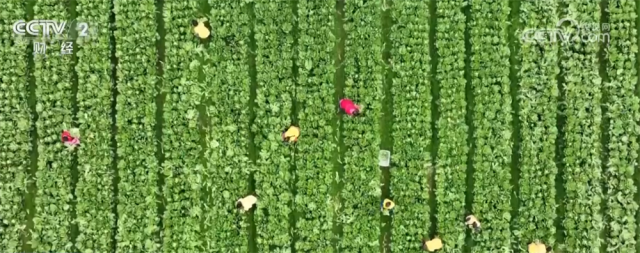 最快7小时直达香港市场这个海关为实现蔬菜“跨区直供”进行了哪些实践？(图1)