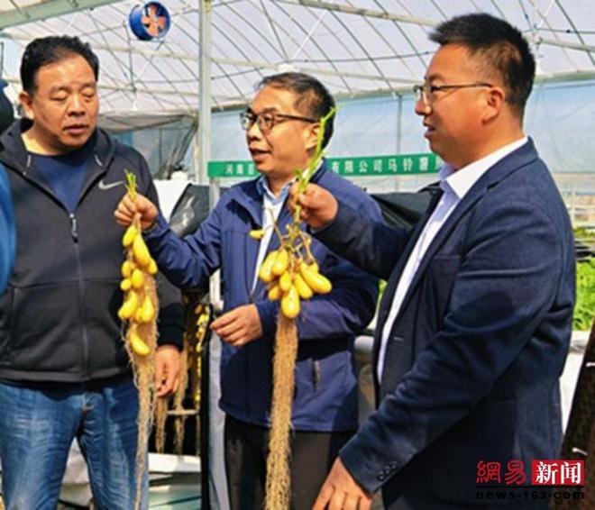 ope体育网址临颍：马铃薯空中培育新技术绽放光彩(图2)
