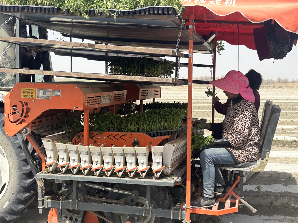 巴ope体育平台楚县特色辣椒开启机械化种植 助力农业经济高质量发展(图4)