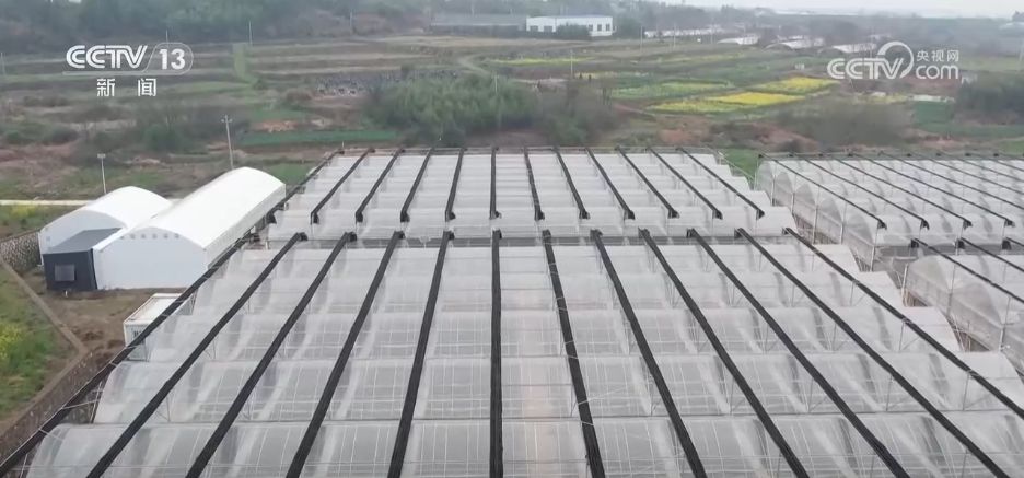 水果刺客→亲民爆款 科技为百姓“果盘子”注入“鲜”力量(图8)