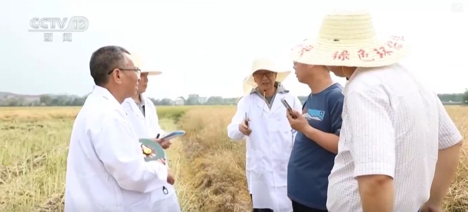 丰收在望“稻—稻—油”三熟制种植模式下 油菜单产刷新纪录(图3)