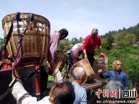 乐至：田埂上长“绿宝石” 丰收季里的“豆”转星移(图2)