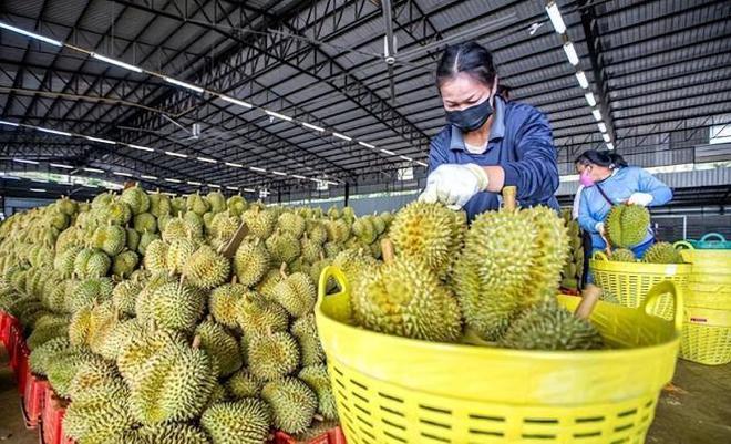泰国大量水果腐烂只因中文标语惹众怒中国游客：烂光也不买(图20)